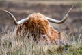 Field with blurry hairy Scottish Highlander in the background- Highland cattle - next to the road, Isle of Skye