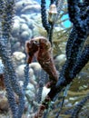 Hairy Sea Horse Royalty Free Stock Photo