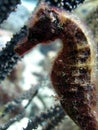 Hairy Sea Horse Royalty Free Stock Photo