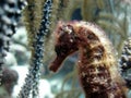 Hairy Sea Horse Royalty Free Stock Photo