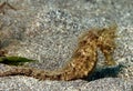 Hairy Seahorse Royalty Free Stock Photo