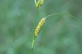 Hairy sedge, Carex hirta Royalty Free Stock Photo