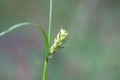 Hairy sedge, Carex hirta Royalty Free Stock Photo