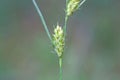 Hairy sedge, Carex hirta Royalty Free Stock Photo