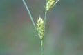 Hairy sedge, Carex hirta