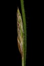 Hairy Sedge Carex hirta. Male Spike Closeup