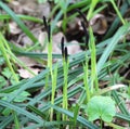 Hairy sedge (Carex pilosa) grows in the forest Royalty Free Stock Photo