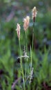 Hairy sedge (Carex pilosa) grows in the forest Royalty Free Stock Photo