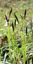 Hairy sedge (Carex pilosa) grows in the forest Royalty Free Stock Photo
