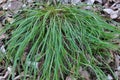 Hairy sedge Carex pilosa grows in the forest Royalty Free Stock Photo