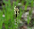 Hairy sedge Carex pilosa grows in the forest Royalty Free Stock Photo