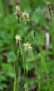 Hairy sedge Carex pilosa grows in the forest Royalty Free Stock Photo