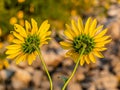 Hairy sepals and stalk of sunflower Royalty Free Stock Photo