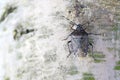 Hairy shieldbug Dolycoris baccarum on birch bark