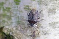 Hairy shieldbug Dolycoris baccarum on birch bark