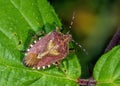 Hairy Shieldbug - Dolycoris baccarum on a bramble leaf.
