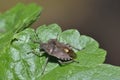 Hairy Shieldbug or Sloe Bug