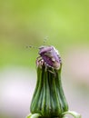 Hairy shieldbug on top of unopened dandelion flower Royalty Free Stock Photo