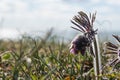 Hairy small pasque flower