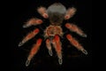 hairy spider on isolated black background with reflection. Close up big red tarantula Theraphosidae