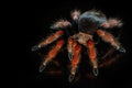 hairy spider on isolated black background with reflection. Close up big red tarantula Theraphosidae