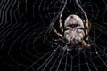 Hairy spider and its web Royalty Free Stock Photo