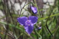 Hairy spiderwort