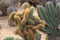 Hairy spiny old man cactus.