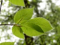 Hairy spring leaves Royalty Free Stock Photo