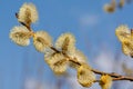 Hairy spring willow bud against blue sky Royalty Free Stock Photo