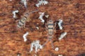 Hairy springtails feeding on the mycelium.