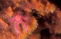 A hairy squat lobster crab hunting for food on a barrel sea sponge