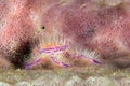 Hairy Squat Lobster Royalty Free Stock Photo