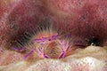 Hairy Squat Lobster Royalty Free Stock Photo