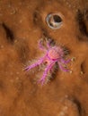 Hairy Squat Lobster Royalty Free Stock Photo