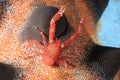 Hairy Squat Lobster on a Starfish Royalty Free Stock Photo