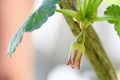 Hairy Stem Gooseberry Blossom 02