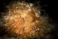 A Hairy or Striated Frogfish - Antenarius striatus