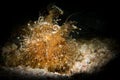 A Hairy or Striated Frogfish - Antenarius striatus