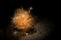 A Hairy or Striated Frogfish - Antenarius striatus