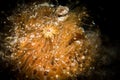 A Hairy or Striated Frogfish - Antenarius striatus