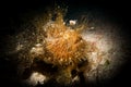 A Hairy or Striated Frogfish - Antenarius striatus