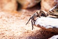 Hairy Striped Knee Tarantula On Rock Royalty Free Stock Photo