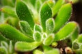 Hairy Succulent close-up, with the fine hairs on the succulent leafs