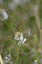 Hairy Tare Royalty Free Stock Photo