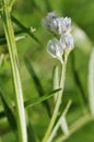 Hairy Tare Royalty Free Stock Photo