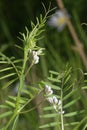 Hairy Tare Royalty Free Stock Photo