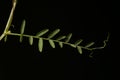 Hairy Tare (Vicia hirsuta). Leaf Closeup Royalty Free Stock Photo