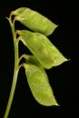 Hairy Tare Vicia hirsuta. Young Fruit Closeup Royalty Free Stock Photo