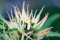 Hairy trichomes of flowering cannabis indica sativa bud Royalty Free Stock Photo